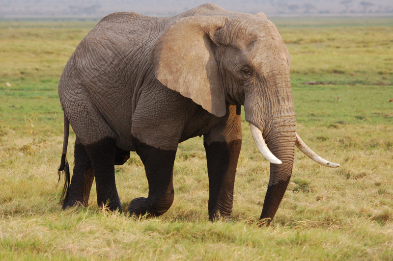 Illustration for article titled Out of Africa. Elephants